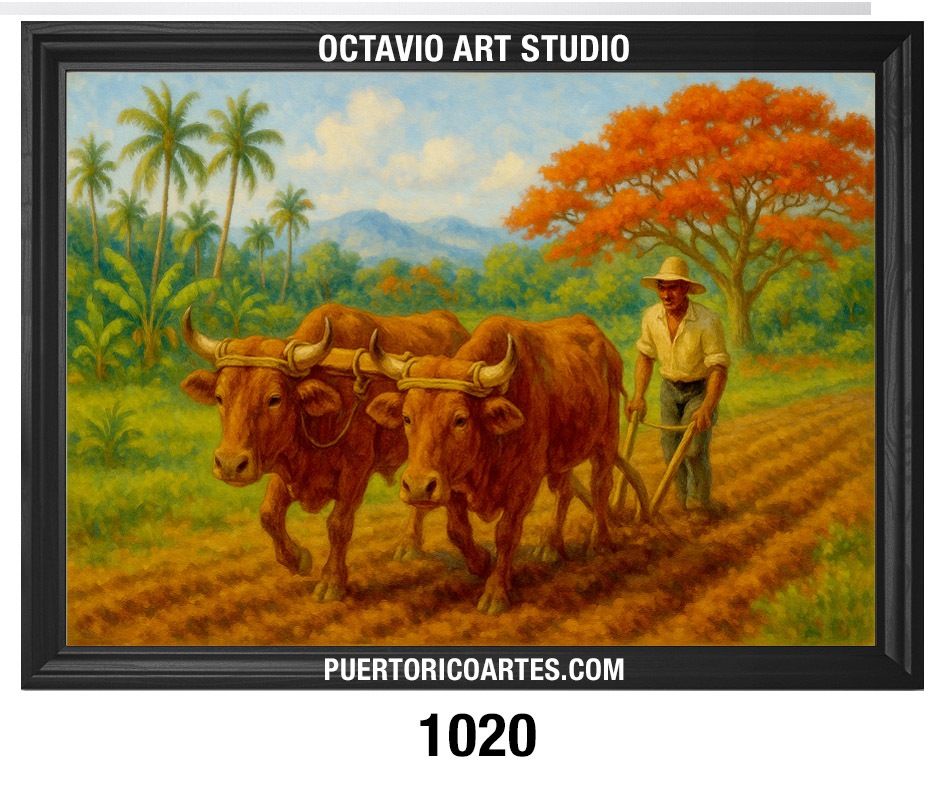 PR-1020 Arando Bueyes en el Campo