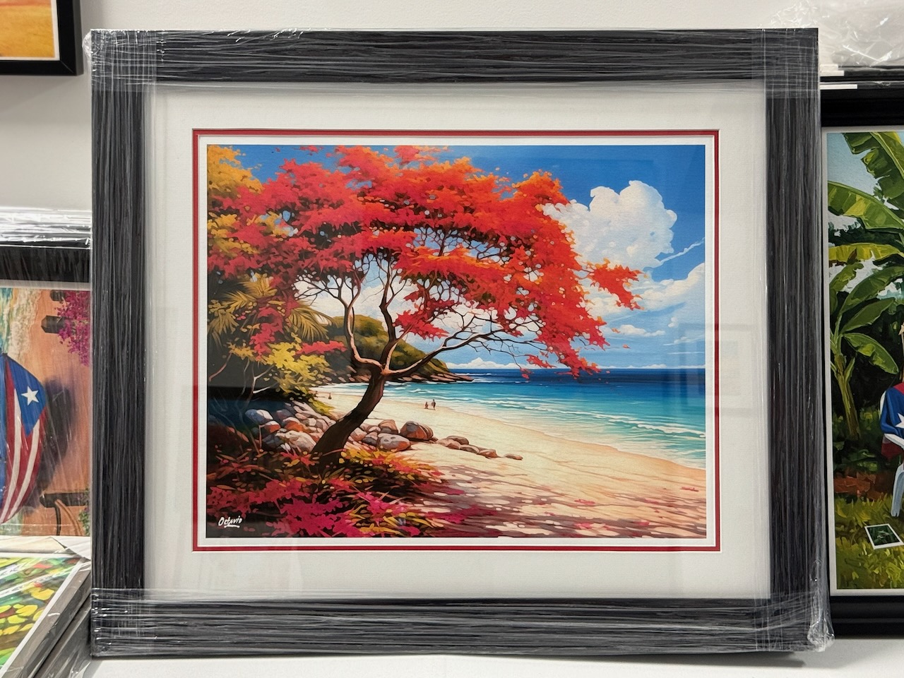 PR-016 Flamboyán Rojo en la Playa